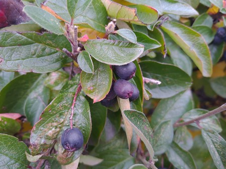 450x338 65 KB. Big one: 4032x3024 3784 KB 450x338 65 KB. Big one: 4032x3024 3784 KB