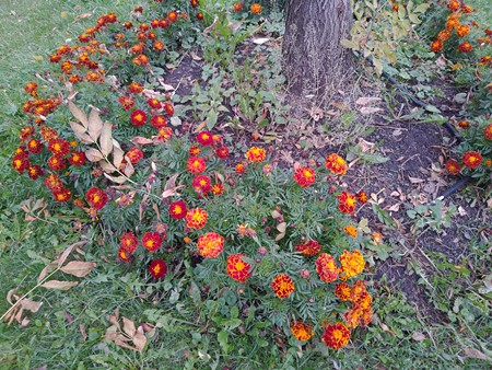 450x338 111 KB. Big one: 4032x3024 6513 KB 450x338 111 KB. Big one: 4032x3024 6513 KB