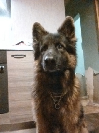 337x449  57 KB. Big one: 960x1261  300 KB