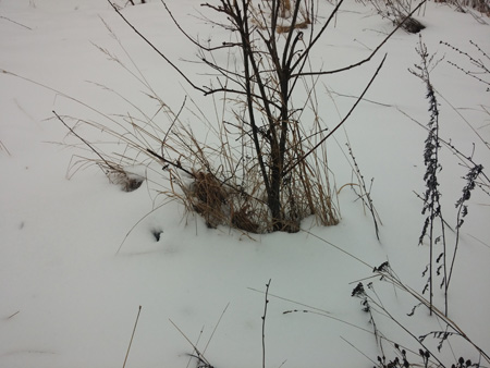 450x338  75 KB. Big one: 4160x3120  3823 KB