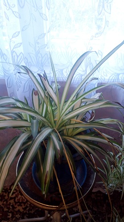 252x450  62 KB. Big one: 2016x3584  2002 KB