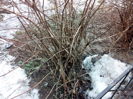 450x338  146 KB. Big one: 4928x3696  7183 KB