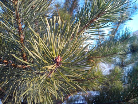 449x337  57 KB. Big one: 4096x3072  4279 KB