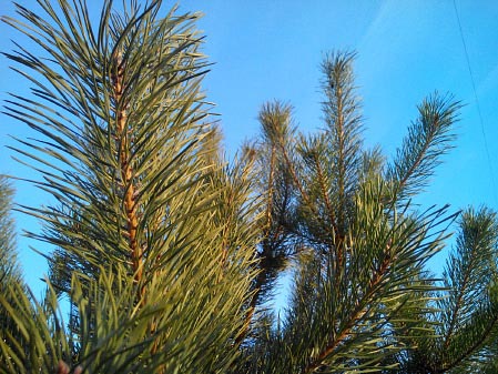 449x337  59 KB. Big one: 4096x3072  4876 KB