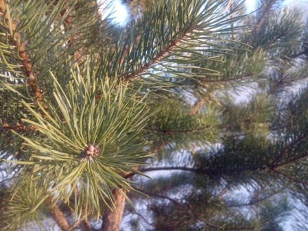 449x337  60 KB. Big one: 4096x3072  3756 KB