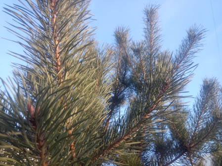 449x337  47 KB. Big one: 4096x3072  3678 KB