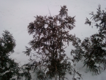 450x338  191 KB. Big one: 4096x3072  2562 KB