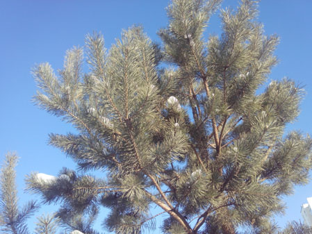 449x337  59 KB. Big one: 4096x3072  3176 KB