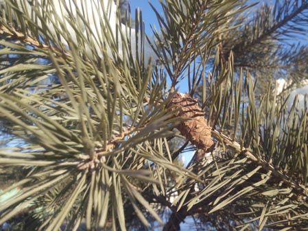 449x337  56 KB. Big one: 4096x3072  1829 KB