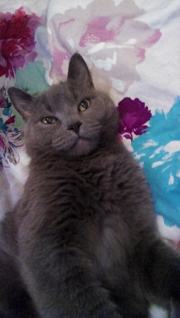 254x448  48 KB. Big one: 1088x1920  544 KB