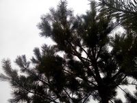 200x150  13 KB. Big one: 3264x2448  3415 KB