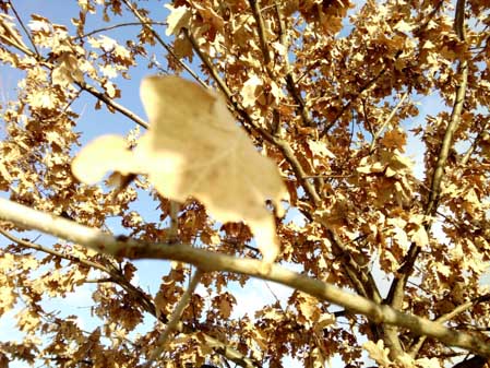 449x337  57 KB. Big one: 3264x2448  4140 KB