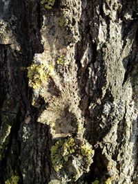 200x266  25 KB. Big one: 2448x3264  4065 KB