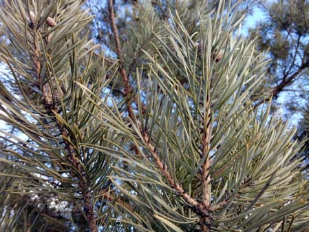 449x337  54 KB. Big one: 3264x2448  3624 KB