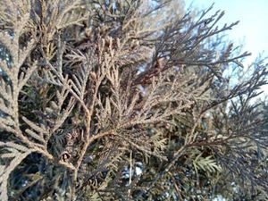 300x225  30 KB. Big one: 3264x2448  2910 KB