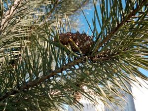 300x225  31 KB. Big one: 4096x3072  3346 KB