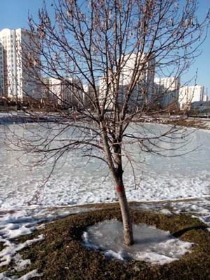 300x400  45 KB. Big one: 3072x4096  4518 KB