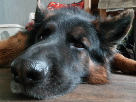 449x337  49 KB. Big one: 4096x3072  3541 KB