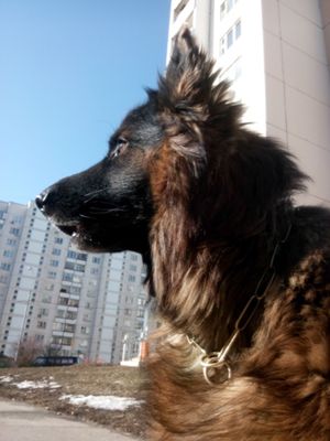 300x400  25 KB. Big one: 3072x4096  2368 KB