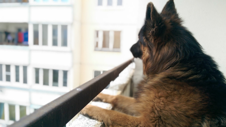 449x254  56 KB. Big one: 2688x1520  1008 KB