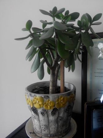 336x448  29 KB. Big one: 2448x3264  1081 KB