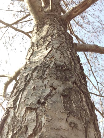 337x449  48 KB. Big one: 3120x4160  3333 KB