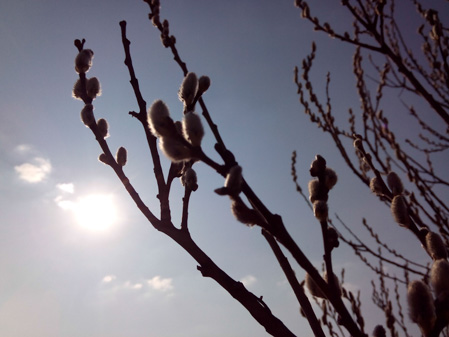 449x337  54 KB. Big one: 4160x3120  1895 KB