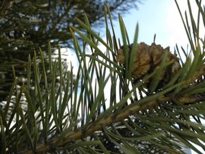 300x225  25 KB. Big one: 4128x3096  3348 KB