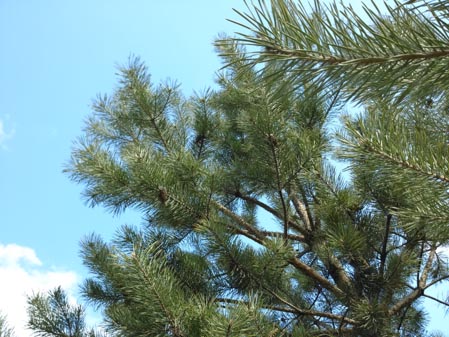 449x337  53 KB. Big one: 4128x3096  5497 KB