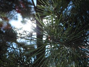 300x225  25 KB. Big one: 4128x3096  3387 KB