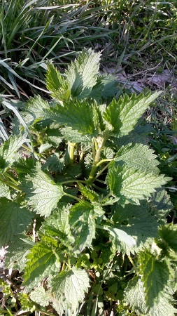 253x450  124 KB. Big one: 2304x4096  2882 KB