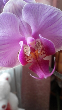 253x450  73 KB. Big one: 2304x4096  1647 KB