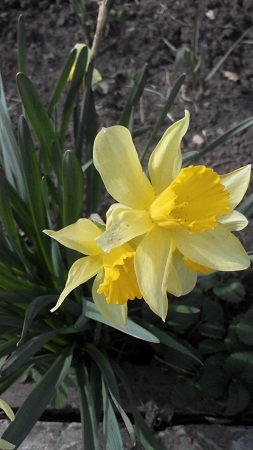 253x450  84 KB. Big one: 2304x4096  1822 KB