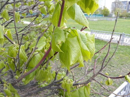 450x338  57 KB. Big one: 4160x3120  5369 KB