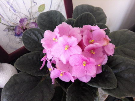 450x338  34 KB. Big one: 4160x3120  6282 KB