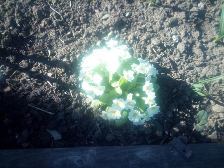 450x337  143 KB. Big one: 4160x3120  2671 KB