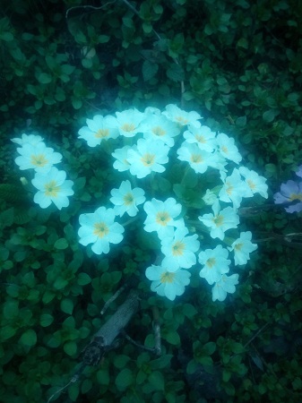 337x450  112 KB. Big one: 3072x4096  1879 KB