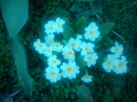 450x337  112 KB. Big one: 4096x3072  2056 KB