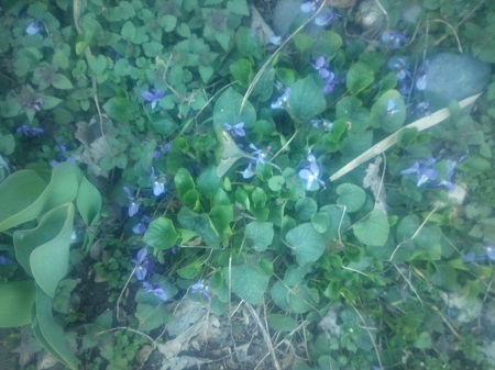 450x337  123 KB. Big one: 4096x3072  2192 KB