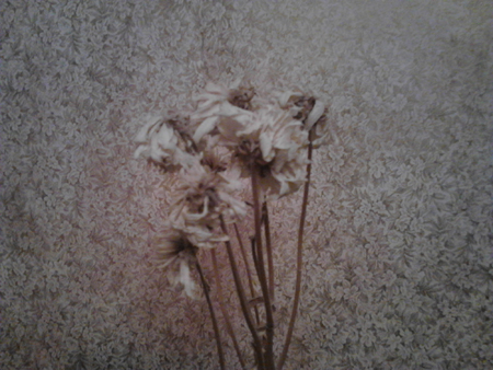 450x338  165 KB. Big one: 2048x1536  1016 KB