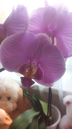 253x450  73 KB. Big one: 1440x2560  601 KB