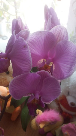 253x450  75 KB. Big one: 1440x2560  621 KB