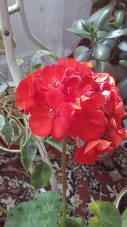 253x450  91 KB. Big one: 1440x2560  1229 KB