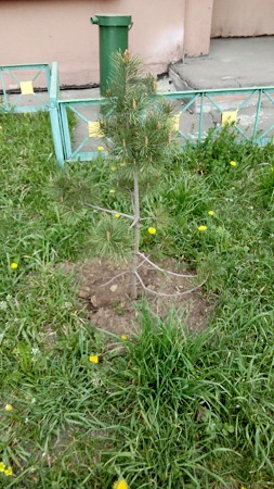 253x450  66 KB. Big one: 1872x3328  1100 KB