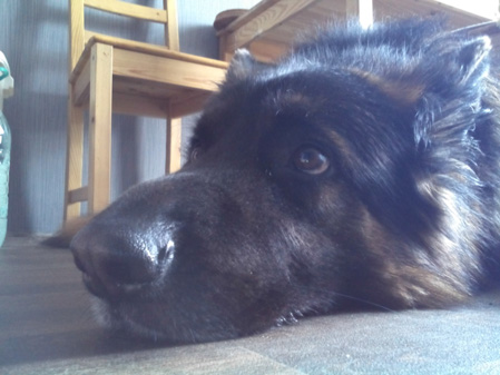 449x337  57 KB. Big one: 3264x2448  1667 KB