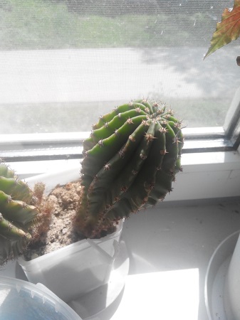 337x450  85 KB. Big one: 2448x3264  1009 KB