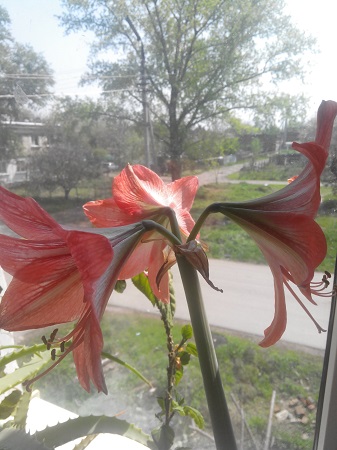 337x450  104 KB. Big one: 2448x3264  1225 KB