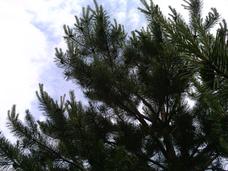 449x337  57 KB. Big one: 2560x1920  2128 KB