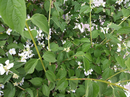 450x338  214 KB. Big one: 4160x3120  5477 KB