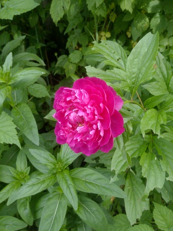 337x450  110 KB. Big one: 3696x4928  2428 KB